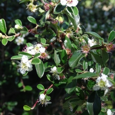 Cotoneaster pannosus (Cotoneaster) at Mount Mugga Mugga - 10 Nov 2020 by Mike