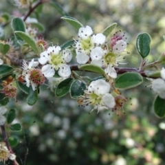 Cotoneaster pannosus at Symonston, ACT - 10 Nov 2020