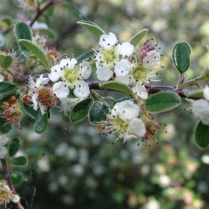 Cotoneaster pannosus at Symonston, ACT - 10 Nov 2020