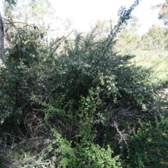 Cotoneaster pannosus at Symonston, ACT - 10 Nov 2020