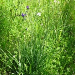 Arthropodium milleflorum at Symonston, ACT - 10 Nov 2020