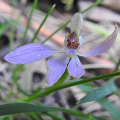 Caladenia carnea (Pink Fingers) at Tidbinbilla Nature Reserve - 10 Nov 2020 by JohnBundock