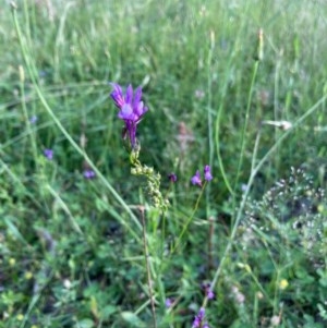 Linaria pelisseriana at Murrumbateman, NSW - 7 Nov 2020