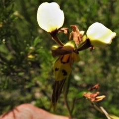 Diuris sulphurea (Tiger Orchid) at Coree, ACT - 10 Nov 2020 by JohnBundock