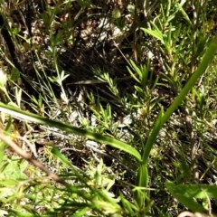 Diuris sulphurea at Coree, ACT - 10 Nov 2020