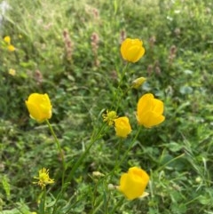 Ranunculus sp. (Buttercup) at Murrumbateman, NSW - 7 Nov 2020 by Dannygaff