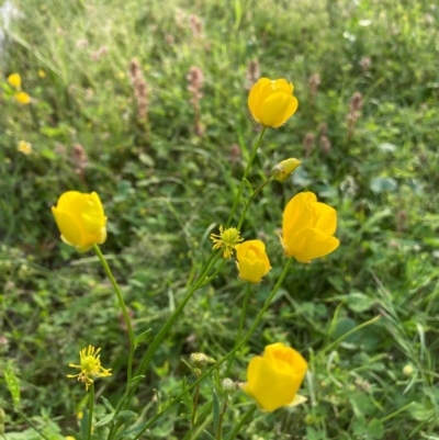 Ranunculus sp. (Buttercup) at Murrumbateman, NSW - 6 Nov 2020 by Dannygaff