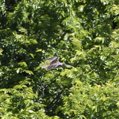 Gallinago hardwickii (Latham's Snipe) at Kingston, ACT - 8 Nov 2020 by davidcunninghamwildlife