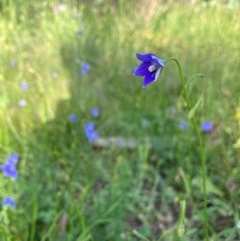 Wahlenbergia sp. (Bluebell) at Murrumbateman, NSW - 7 Nov 2020 by Dannygaff