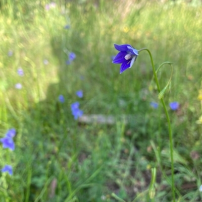 Wahlenbergia sp. (Bluebell) at Murrumbateman, NSW - 7 Nov 2020 by Dannygaff