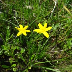 Hypoxis hygrometrica var. villosisepala at Symonston, ACT - 10 Nov 2020