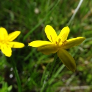 Hypoxis hygrometrica var. villosisepala at Symonston, ACT - 10 Nov 2020 03:14 PM