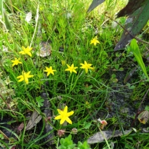 Hypoxis hygrometrica var. villosisepala at Symonston, ACT - 10 Nov 2020