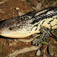 Tiliqua nigrolutea (Blotched Blue-tongue) at Paddys River, ACT - 10 Nov 2020 by JohnBundock