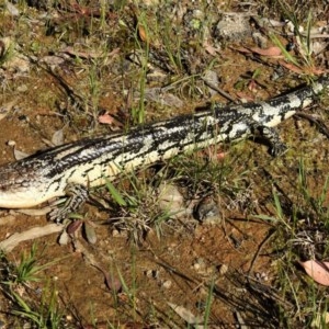 Tiliqua nigrolutea at Paddys River, ACT - 10 Nov 2020 04:26 PM