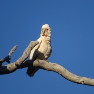 Cacatua tenuirostris at O'Malley, ACT - 10 Nov 2020 06:42 AM