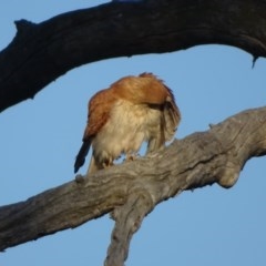 Falco cenchroides (Nankeen Kestrel) at O'Malley, ACT - 10 Nov 2020 by Mike