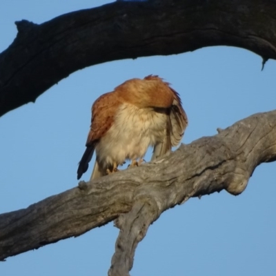 Falco cenchroides (Nankeen Kestrel) at O'Malley, ACT - 9 Nov 2020 by Mike