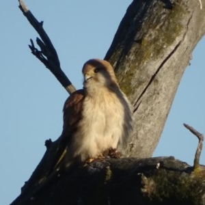 Falco cenchroides at O'Malley, ACT - 10 Nov 2020