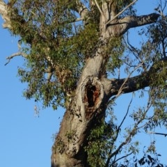 Falco cenchroides at O'Malley, ACT - 10 Nov 2020 06:42 AM