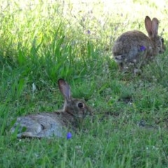 Oryctolagus cuniculus (European Rabbit) at O'Malley, ACT - 9 Nov 2020 by Mike