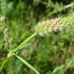 Trifolium angustifolium (Narrowleaf Clover) at Mount Mugga Mugga - 9 Nov 2020 by Mike