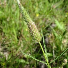 Trifolium angustifolium at O'Malley, ACT - 9 Nov 2020