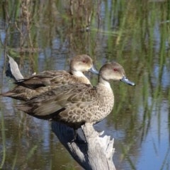 Anas gracilis (Grey Teal) at O'Malley, ACT - 9 Nov 2020 by Mike