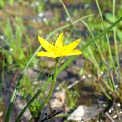 Hypoxis hygrometrica var. villosisepala (Golden Weather-grass) at O'Malley, ACT - 9 Nov 2020 by Mike
