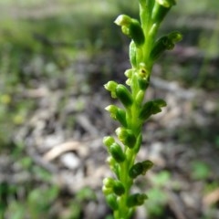 Microtis parviflora (Slender Onion Orchid) at O'Malley, ACT - 9 Nov 2020 by Mike