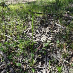 Microtis parviflora at O'Malley, ACT - suppressed