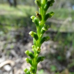 Microtis parviflora at O'Malley, ACT - suppressed