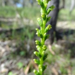 Microtis parviflora at O'Malley, ACT - suppressed