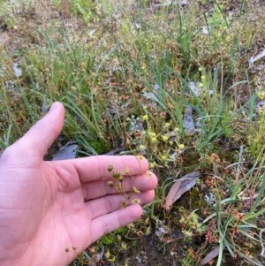 Drosera gunniana at Murrumbateman, NSW - 9 Nov 2020