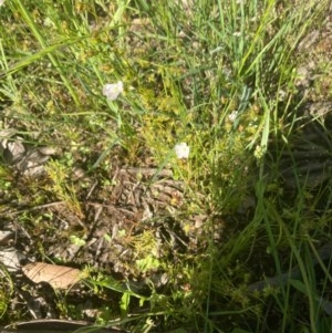 Drosera gunniana at Murrumbateman, NSW - 9 Nov 2020