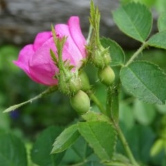 Rosa rubiginosa (Sweet Briar, Eglantine) at Mount Mugga Mugga - 6 Nov 2020 by Mike