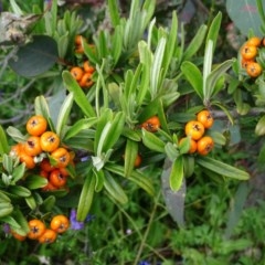 Pyracantha angustifolia (Firethorn, Orange Firethorn) at Mount Mugga Mugga - 6 Nov 2020 by Mike