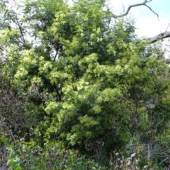 Acacia mearnsii (Black Wattle) at O'Malley, ACT - 7 Nov 2020 by Mike