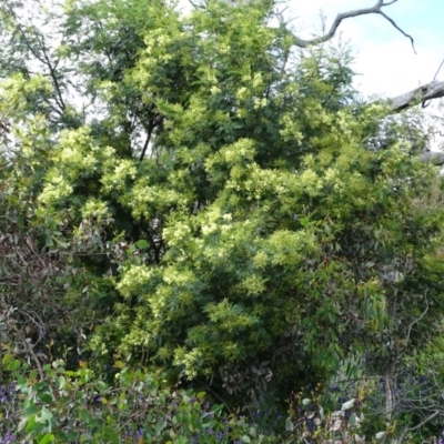 Acacia mearnsii (Black Wattle) at Mount Mugga Mugga - 6 Nov 2020 by Mike