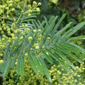 Acacia mearnsii at O'Malley, ACT - 7 Nov 2020 09:40 AM