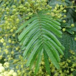 Acacia mearnsii at O'Malley, ACT - 7 Nov 2020 09:40 AM