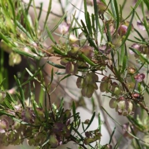 Dodonaea viscosa subsp. angustifolia at Deakin, ACT - 10 Nov 2020