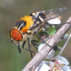 Scaptia (Scaptia) auriflua (A flower-feeding march fly) at Holt, ACT - 8 Nov 2020 by Harrisi