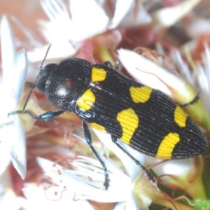 Castiarina australasiae at Paddys River, ACT - 10 Nov 2020