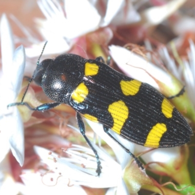 Castiarina australasiae (A jewel beetle) at Paddys River, ACT - 10 Nov 2020 by Harrisi