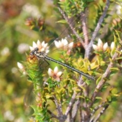 Austroargiolestes calcaris (Powdered Flatwing) at Gibraltar Pines - 10 Nov 2020 by Harrisi