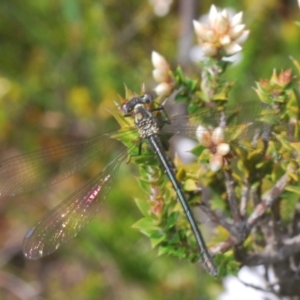 Austroargiolestes calcaris at Paddys River, ACT - 10 Nov 2020