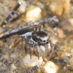 Maratus proszynskii (Peacock spider) at Paddys River, ACT - 10 Nov 2020 by Harrisi