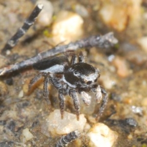 Maratus proszynskii at Paddys River, ACT - 10 Nov 2020