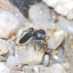 Maratus proszynskii at Paddys River, ACT - 10 Nov 2020